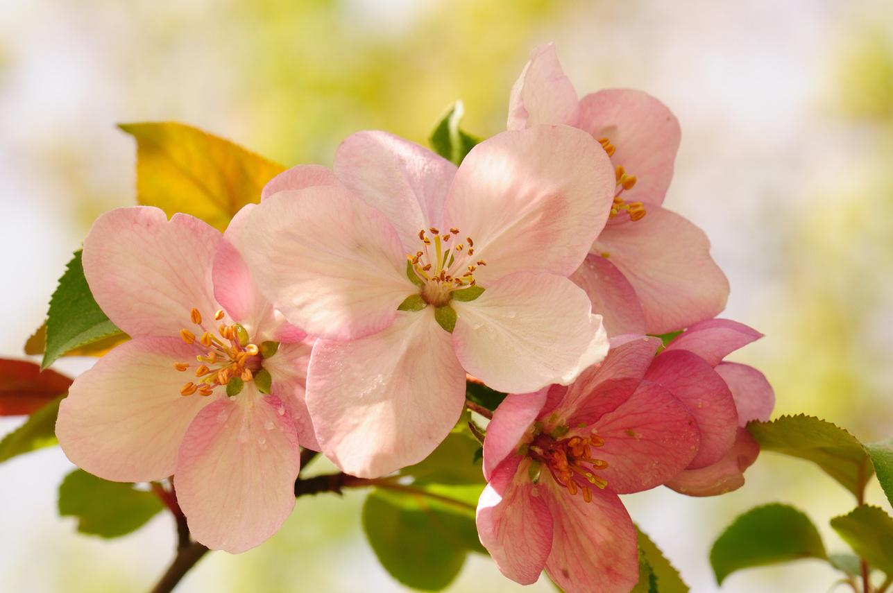 Apple blossom.